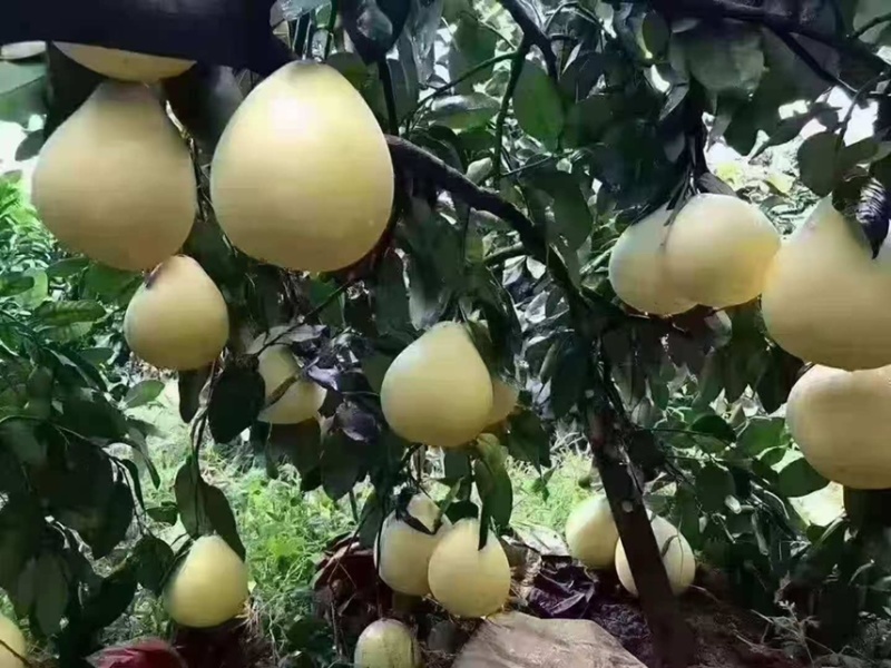 梅州三红蜜柚，一手货源