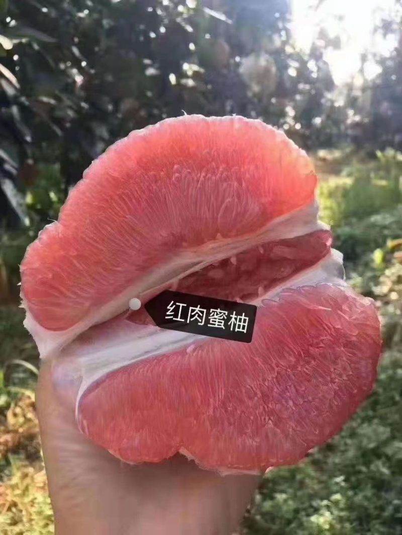 梅州三红蜜柚，一手货源