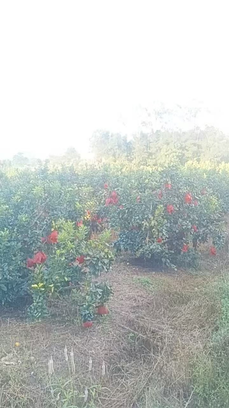 梅州三红蜜柚，一手货源