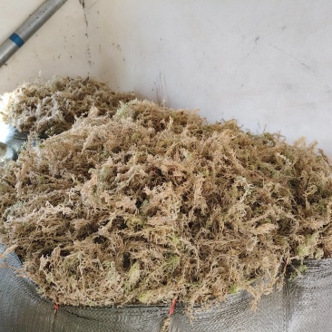 贵州洞湖优质水苔