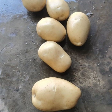 土豆