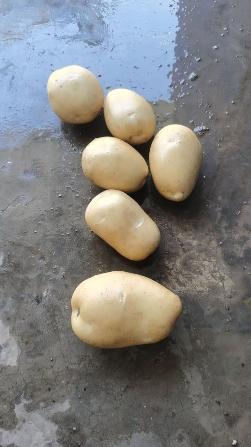 土豆