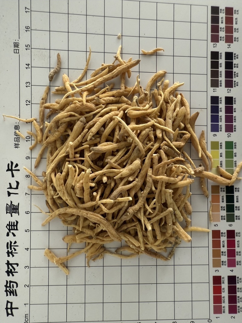 太子参