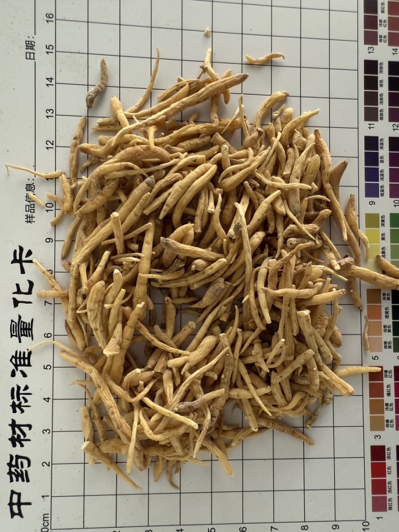 太子参
