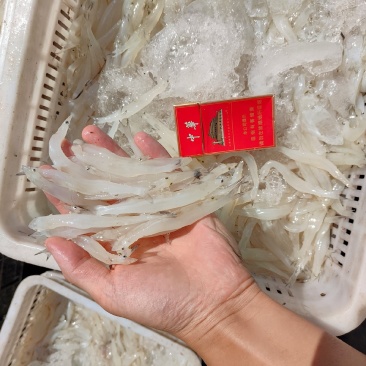冻板银鱼大银鱼北方银鱼包装可定制