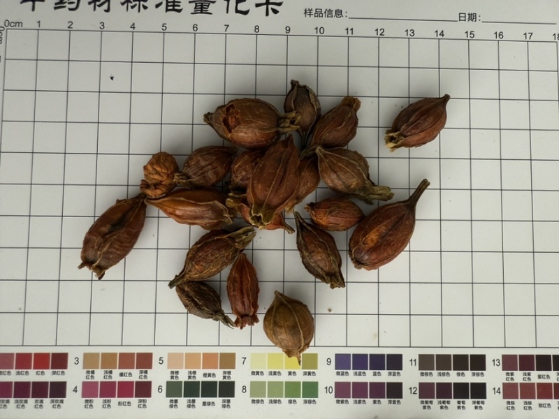 栀子