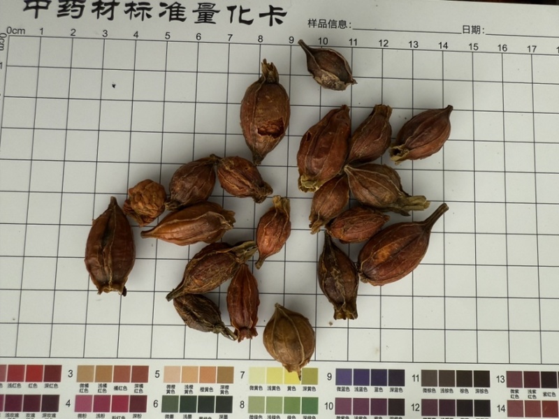 栀子