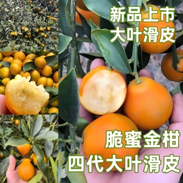 【新品种四代】大叶滑皮金桔苗/脆蜜金柑苗/脆蜜金桔苗