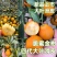 【新品种四代】大叶滑皮金桔苗/脆蜜金柑苗/脆蜜金桔苗