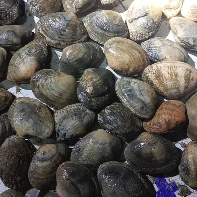 花蛤一手货源，80多粒左右一斤