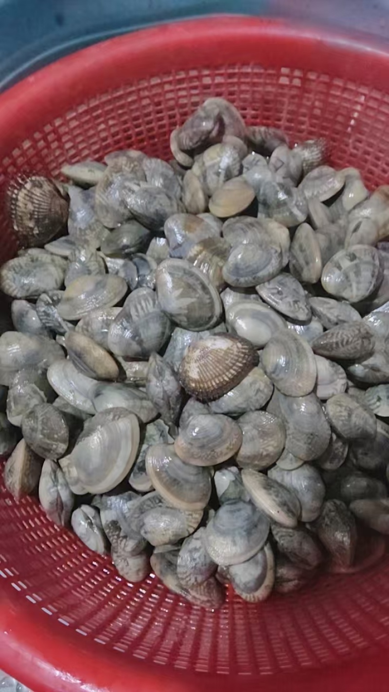 花蛤一手货源，80多粒左右一斤
