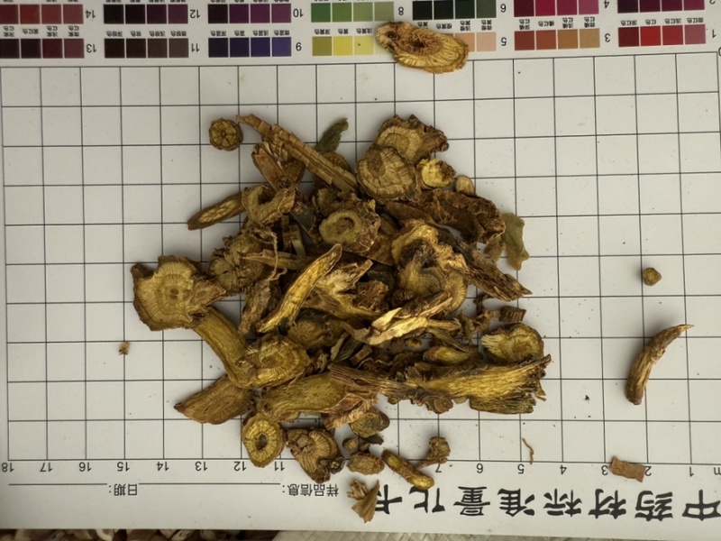 黄芩