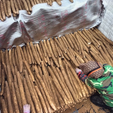 白玉山药大量接单产地直发量大从优欢迎来电咨询