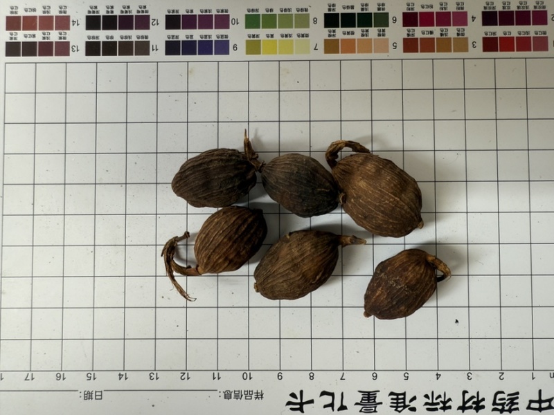 草果