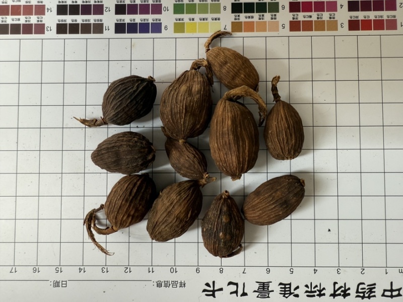 草果