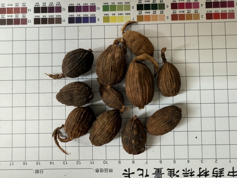 草果