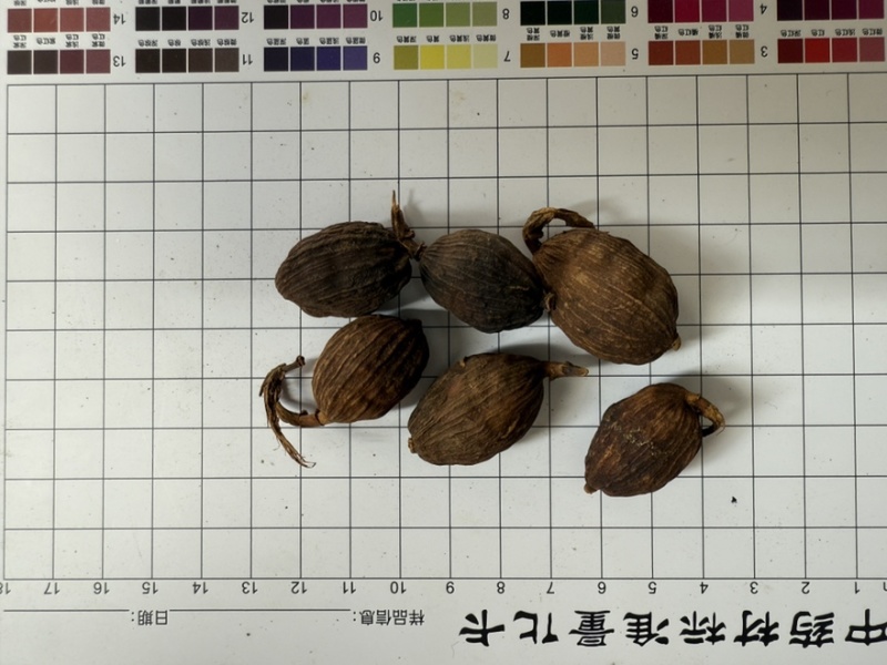 草果