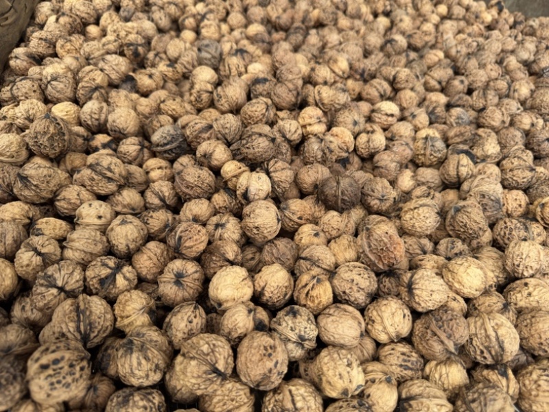 云南保山高山新鲜干果核桃大量有货，支持一件代发批发