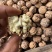云南保山高山新鲜干果核桃大量有货，支持一件代发批发