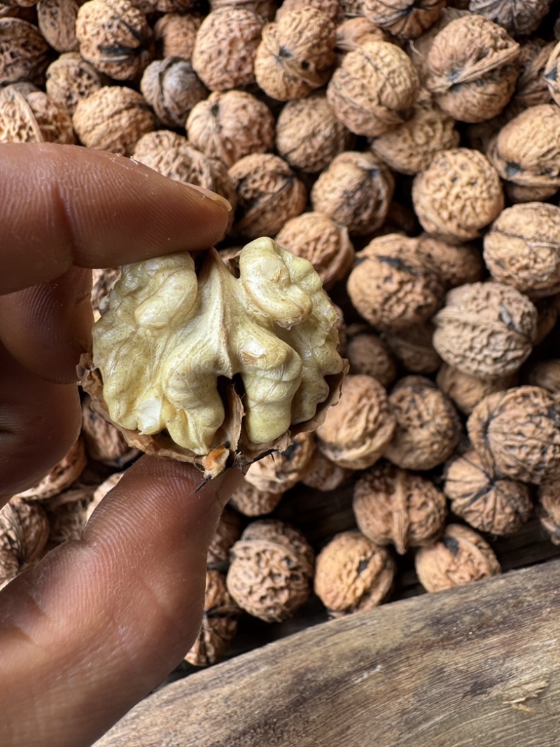 云南保山高山新鲜干果核桃大量有货，支持一件代发批发