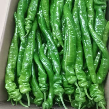 螺丝椒质量把控**量大。20多诚信经营企业