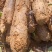 广西钟山淮山药大量出货中保质保量可支持视频看货