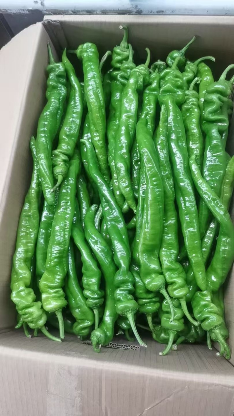 螺丝椒质量把控**量大。20多诚信经营企业