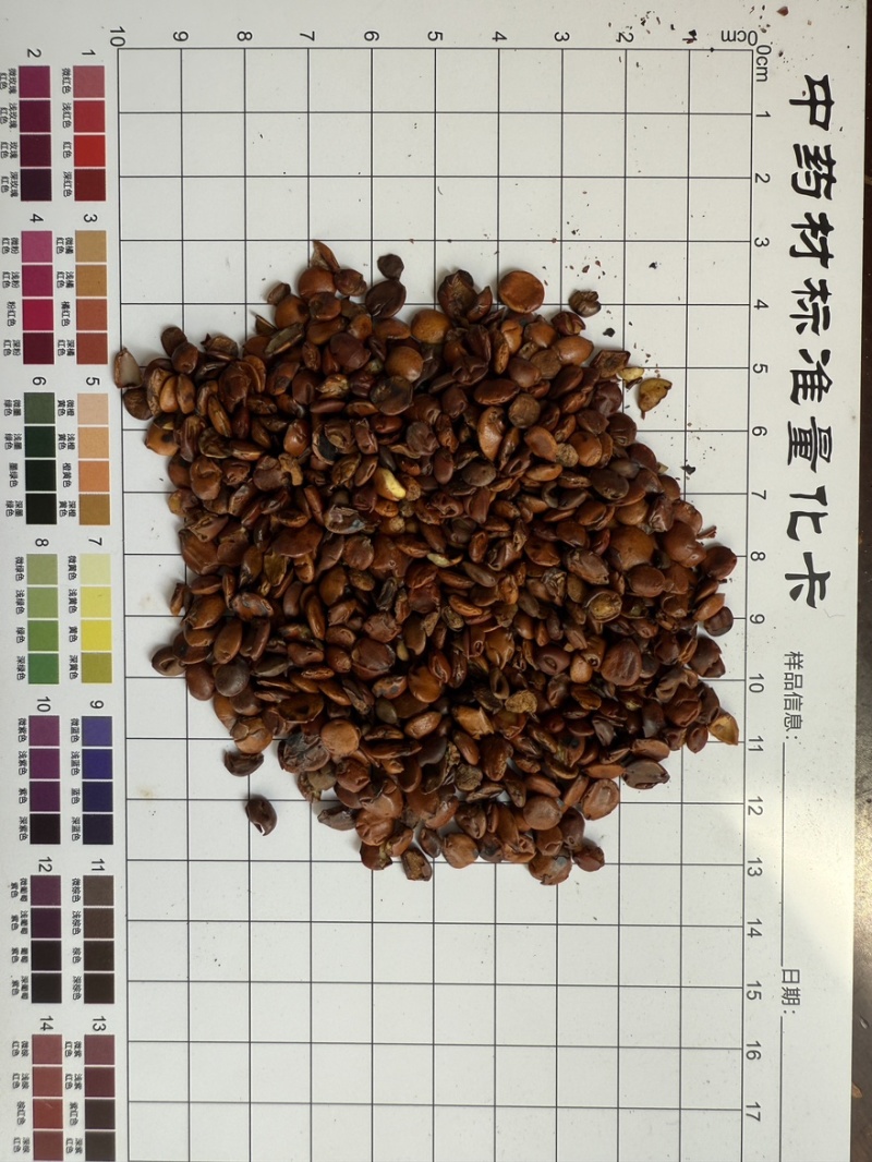 炒枣仁