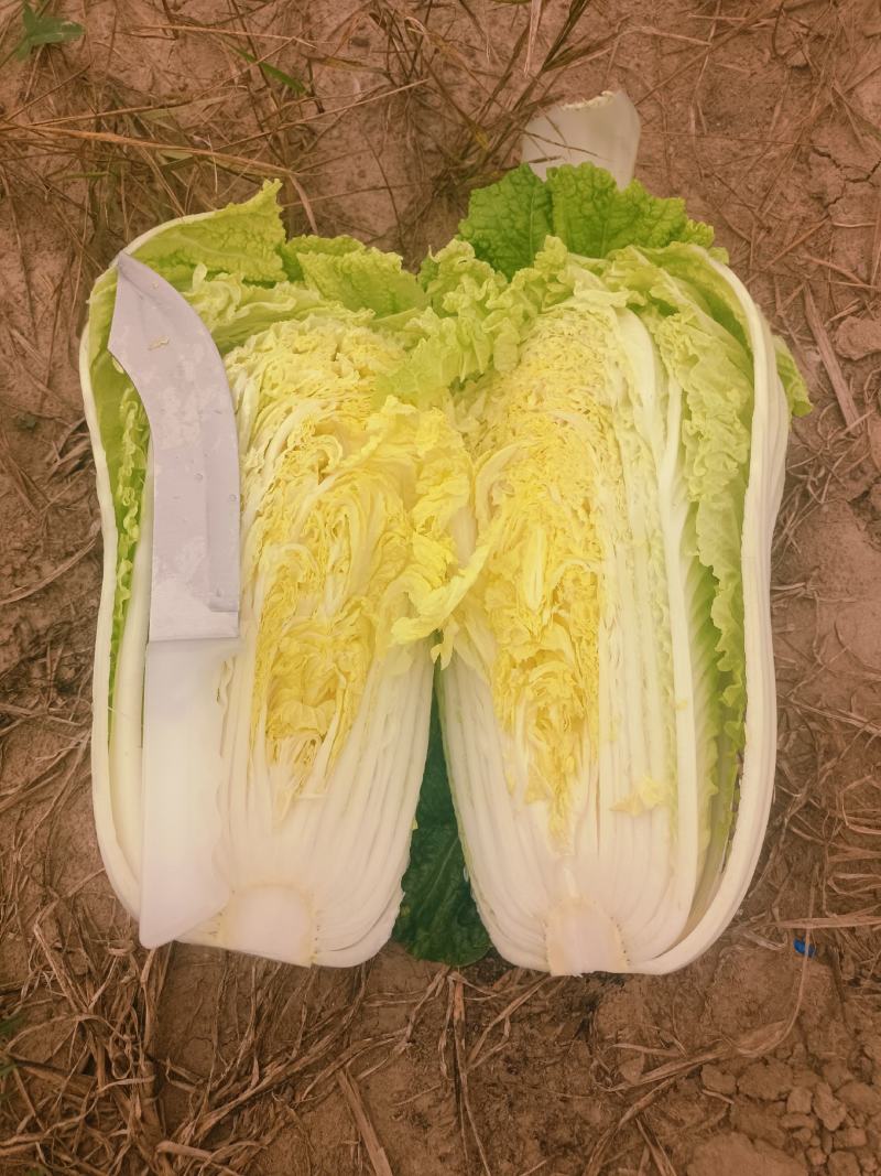 白菜包心菜小义和秋黄心菜