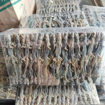 干壁虎