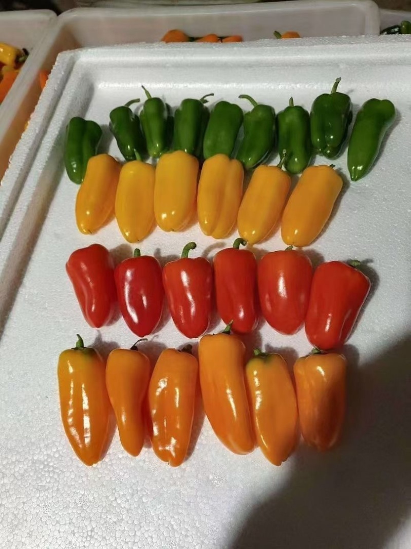 水果椒甜巴莱姆精品果诚信经营