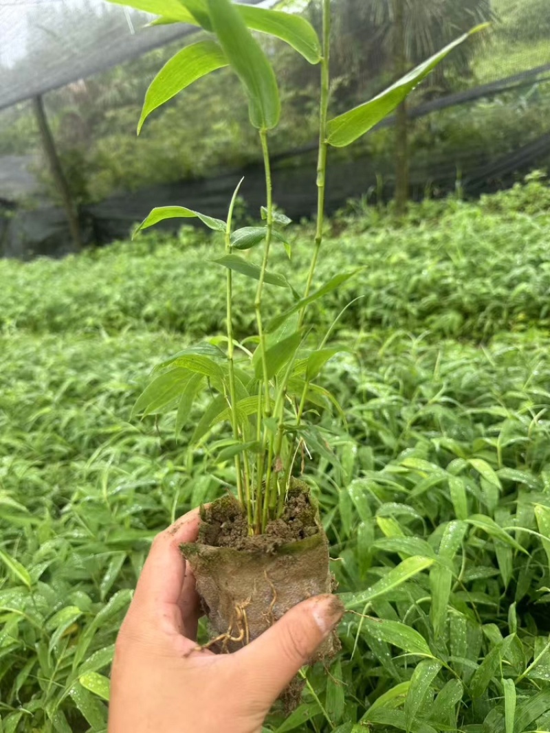 方竹苗四川竹子苗基地直发量大从优欢迎来电咨询