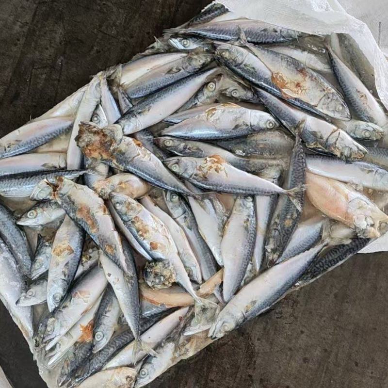 山东威海二锅台鲅鱼，青占鱼，饲料台鲅鱼