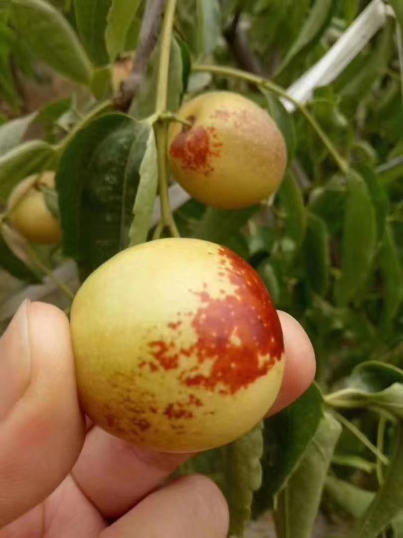 冬枣\大荔冬枣\陕西渭南大荔县冬枣种植基地\产地直发