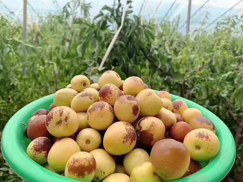 冬枣\大荔冬枣\陕西渭南大荔县冬枣种植基地\产地直发