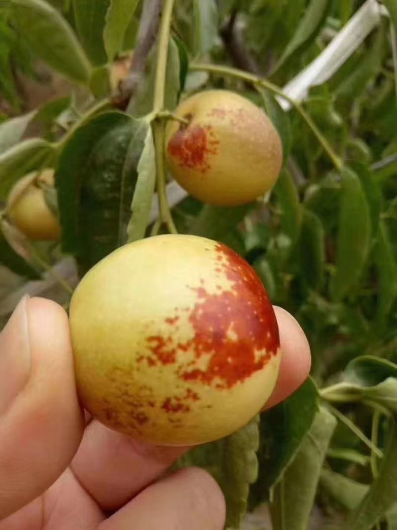 冬枣\大荔冬枣\陕西渭南大荔县冬枣种植基地\产地直发