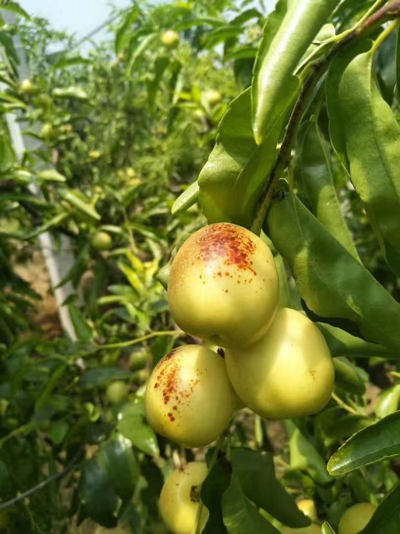 冬枣\大荔冬枣\陕西渭南大荔县冬枣种植基地\产地直发