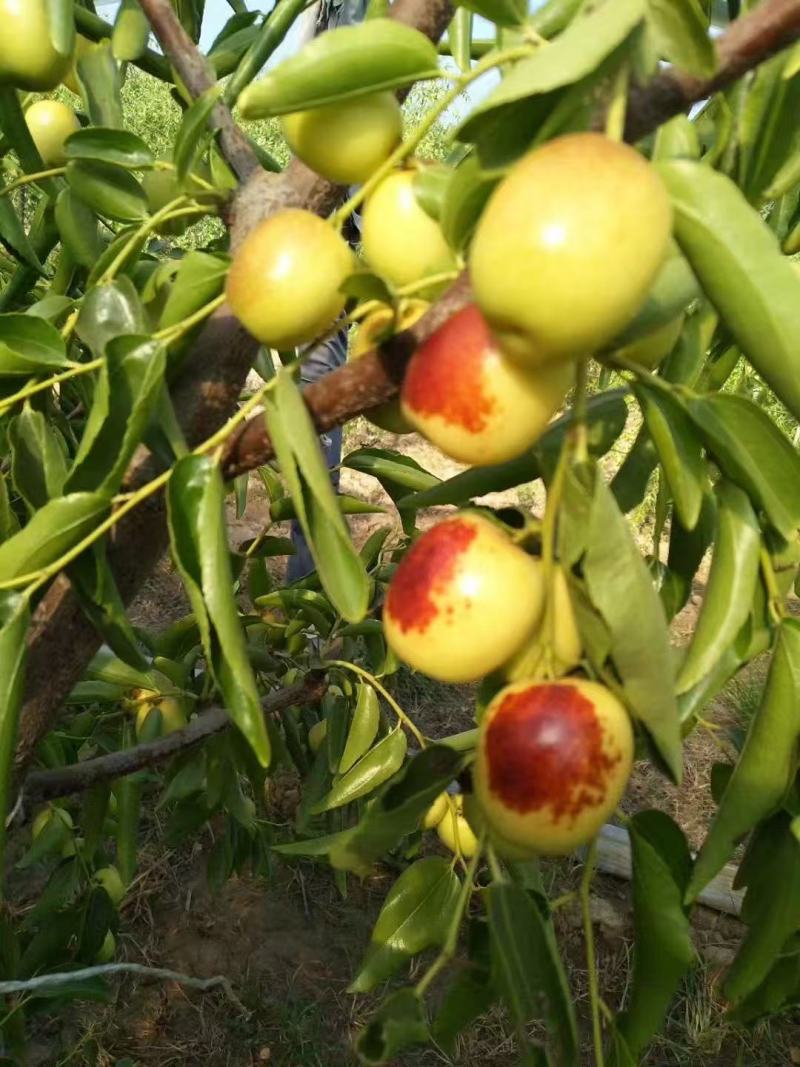 冬枣\大荔冬枣\陕西渭南大荔县冬枣种植基地\产地直发