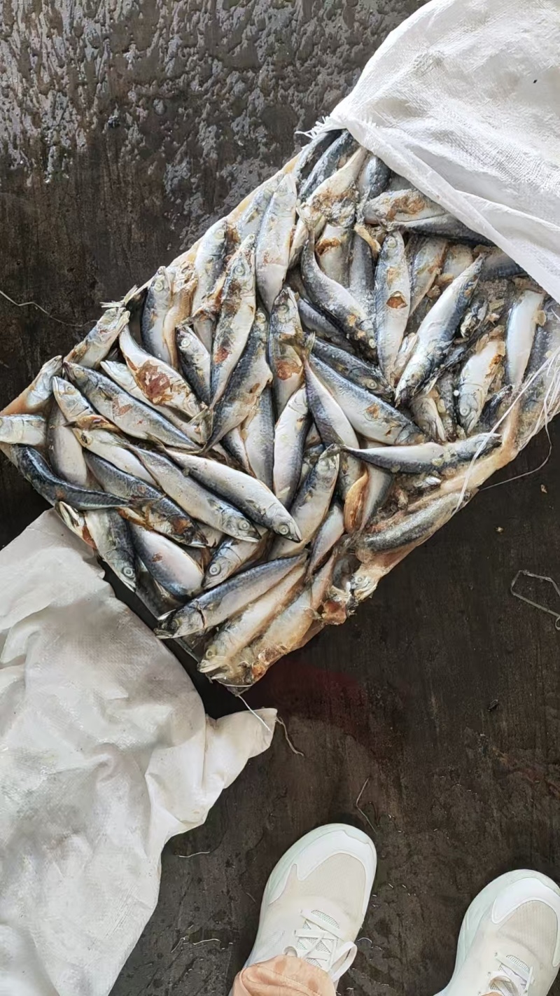 山东威海二锅台鲅鱼，青占鱼，饲料台鲅鱼