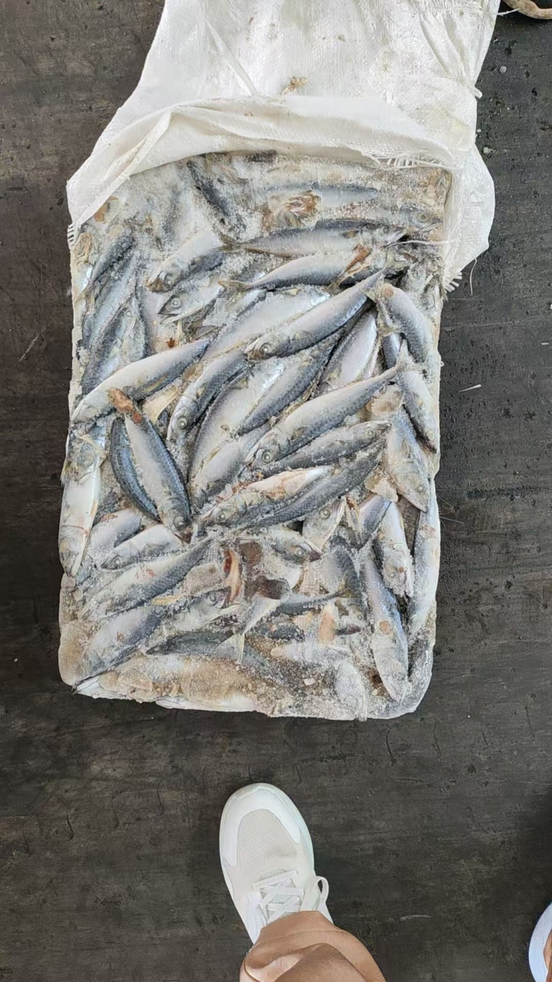 山东威海二锅台鲅鱼，青占鱼，饲料台鲅鱼