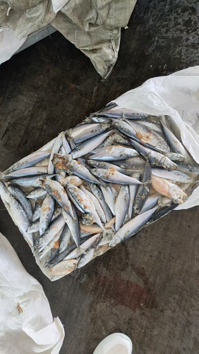 山东威海二锅台鲅鱼，青占鱼，饲料台鲅鱼