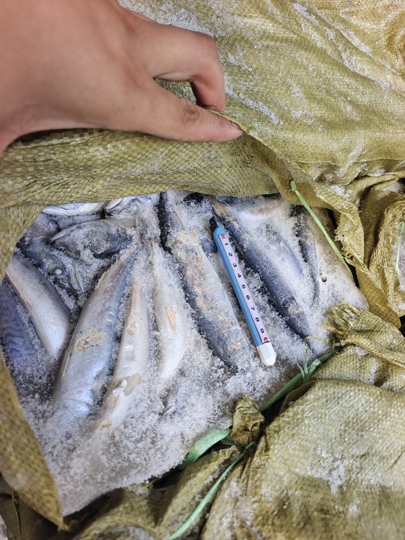 山东威海二锅台鲅鱼，青占鱼，饲料台鲅鱼