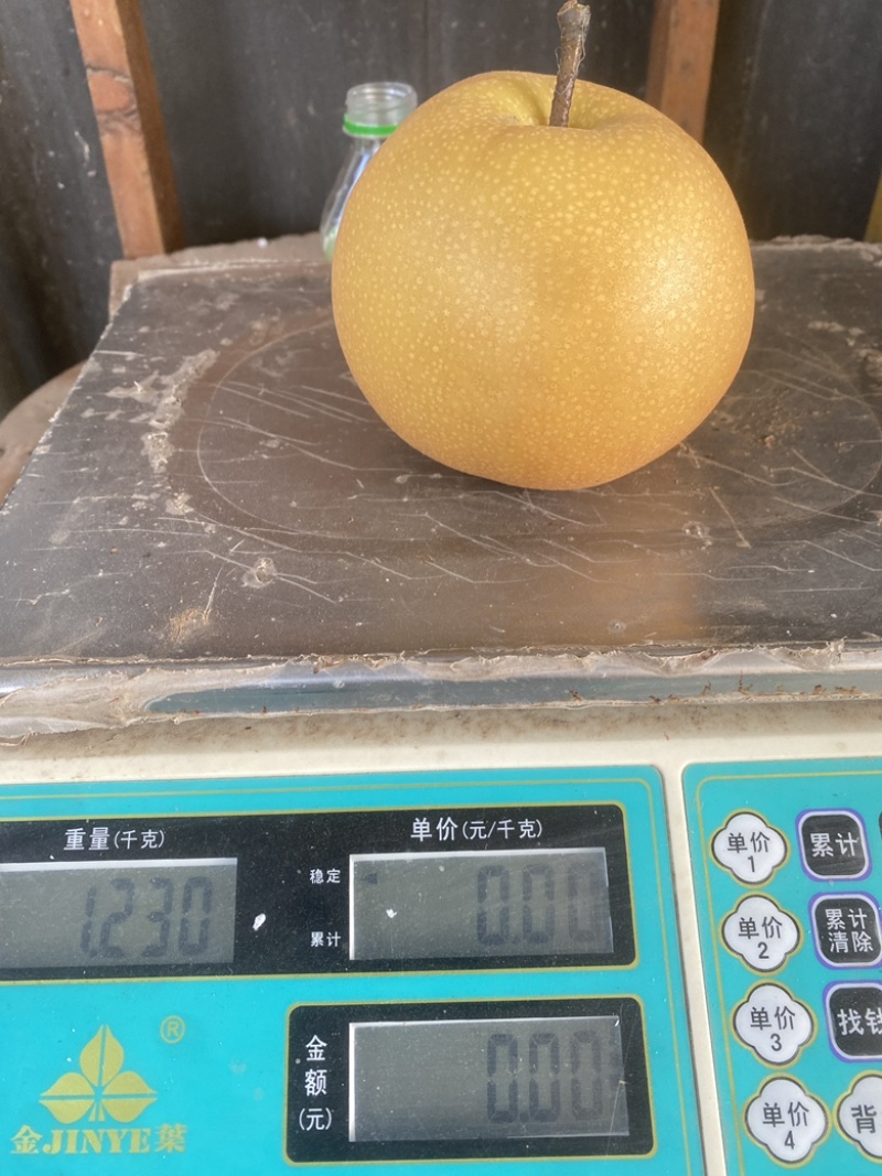 秋月梨