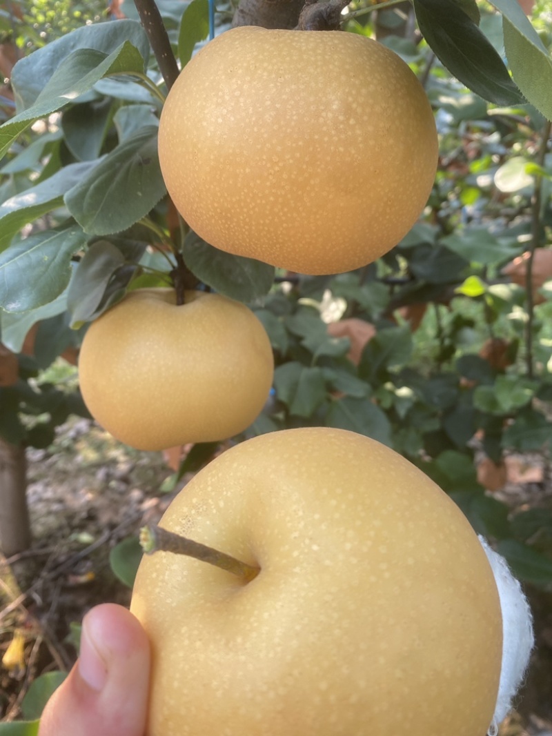 秋月梨