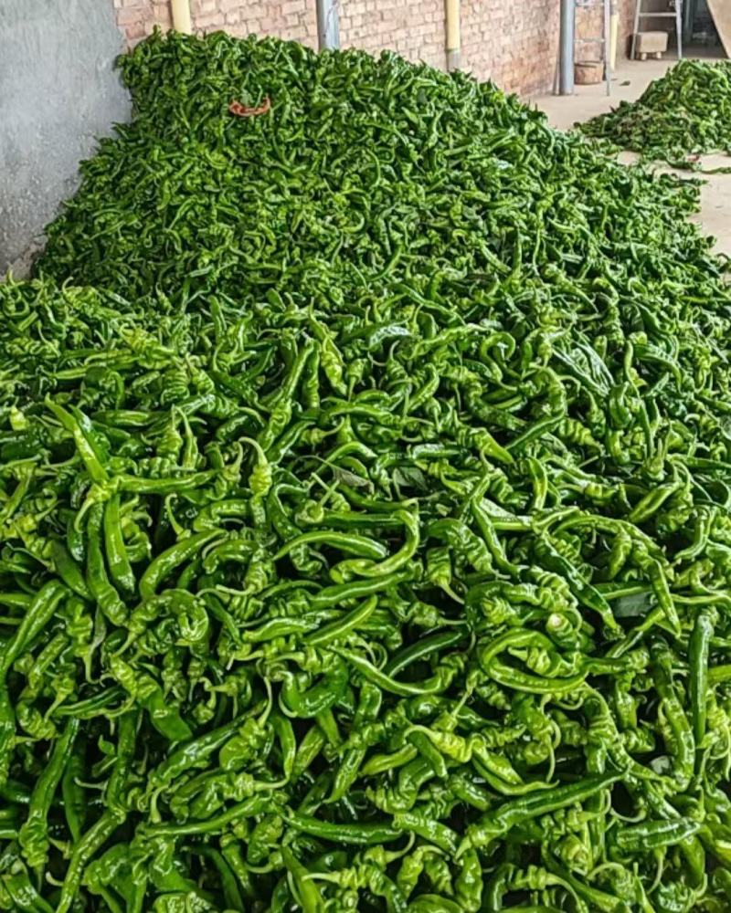 辣椒\螺丝辣椒\螺丝椒\陕西渭南大荔县螺丝椒对接全国采购