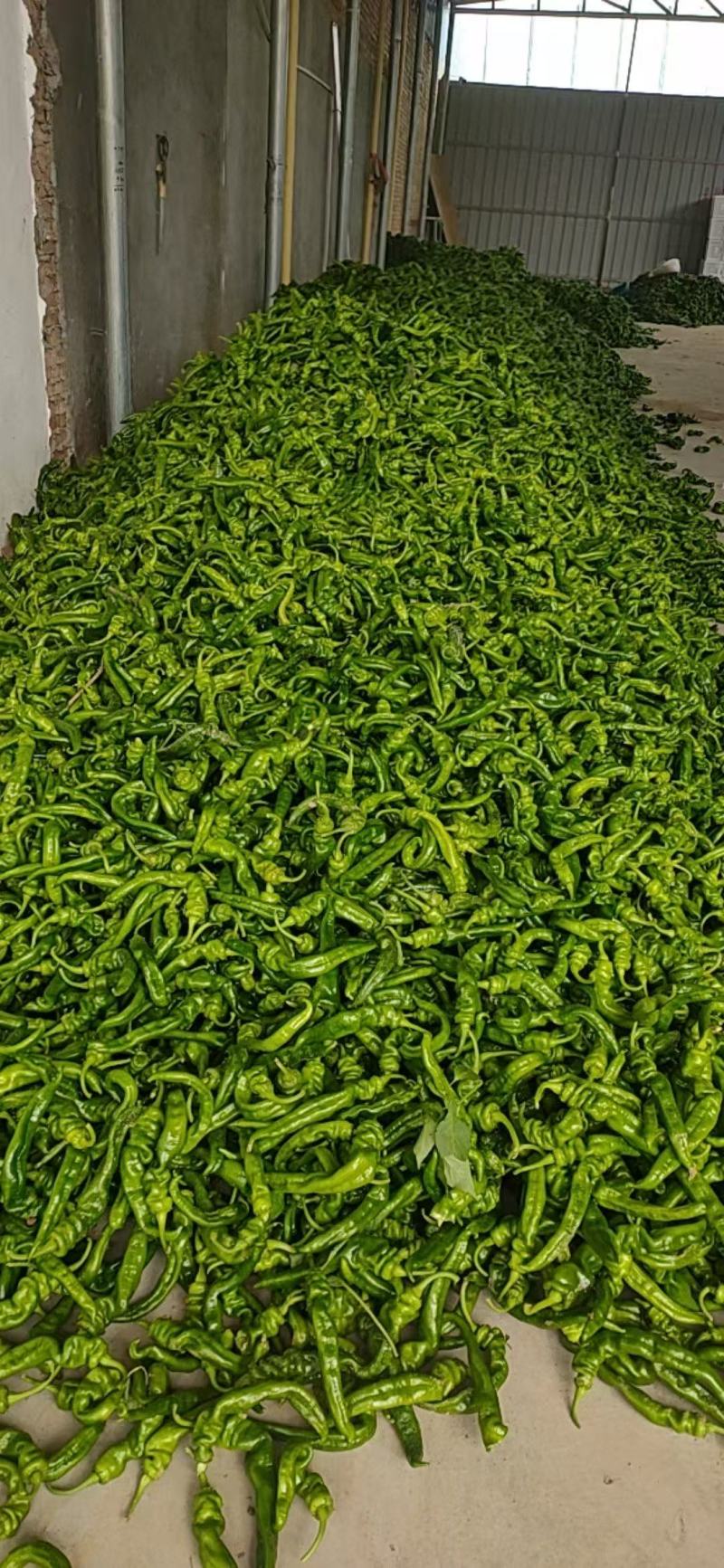 辣椒\螺丝辣椒\螺丝椒\陕西渭南大荔县螺丝椒对接全国采购