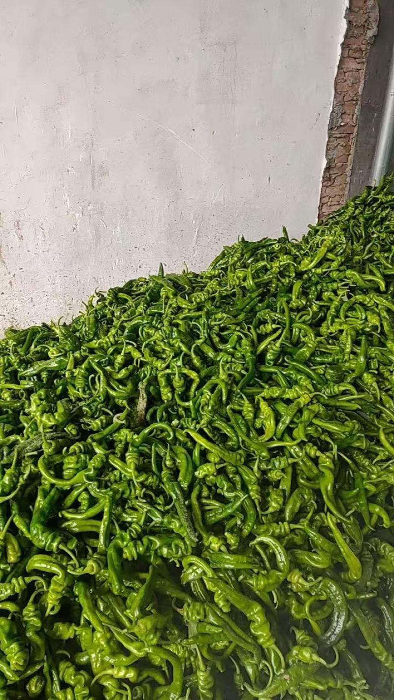 辣椒\螺丝辣椒\螺丝椒\陕西渭南大荔县螺丝椒对接全国采购