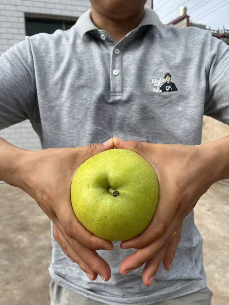 自家果园现摘，黄金梨，规格半斤起，量大从优