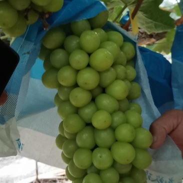 阳光媚瑰葡萄