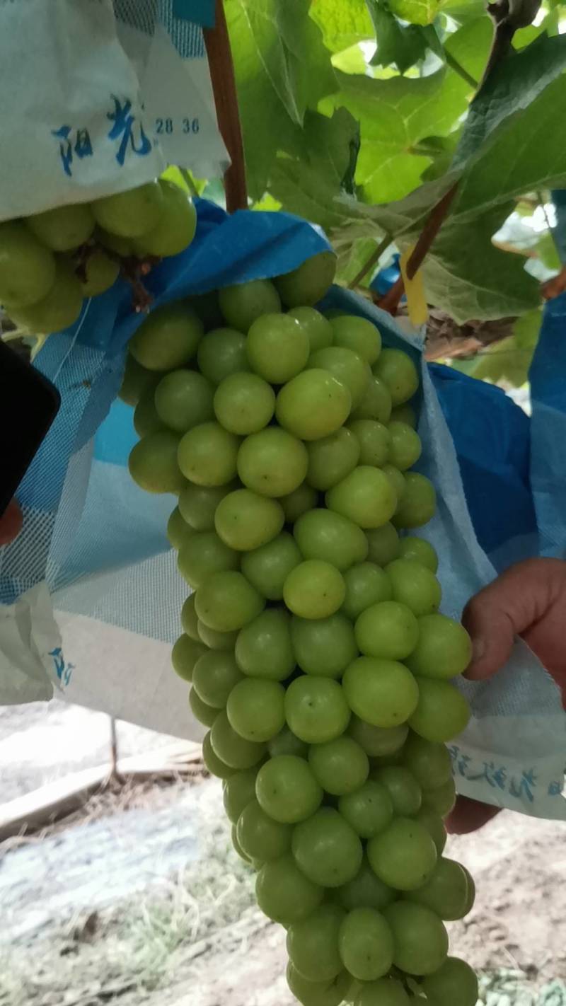 阳光媚瑰葡萄